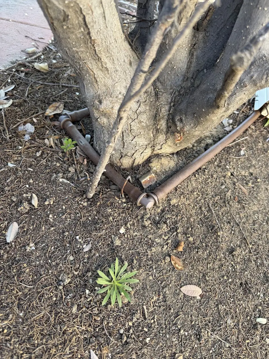 Drip line wrapped too close to a tree trunk