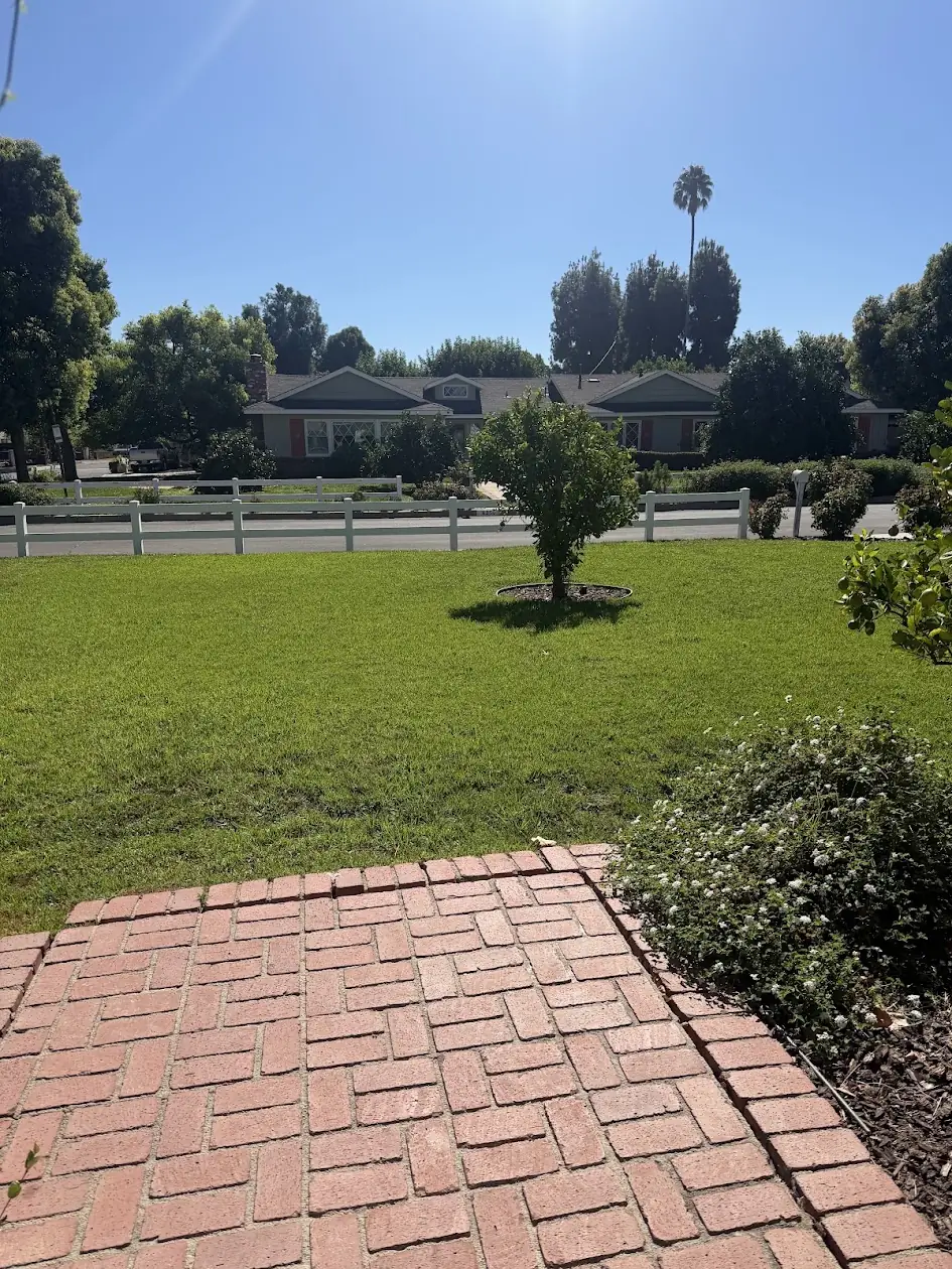 Green front lawn after the sprinklers were adjusted for even coverage