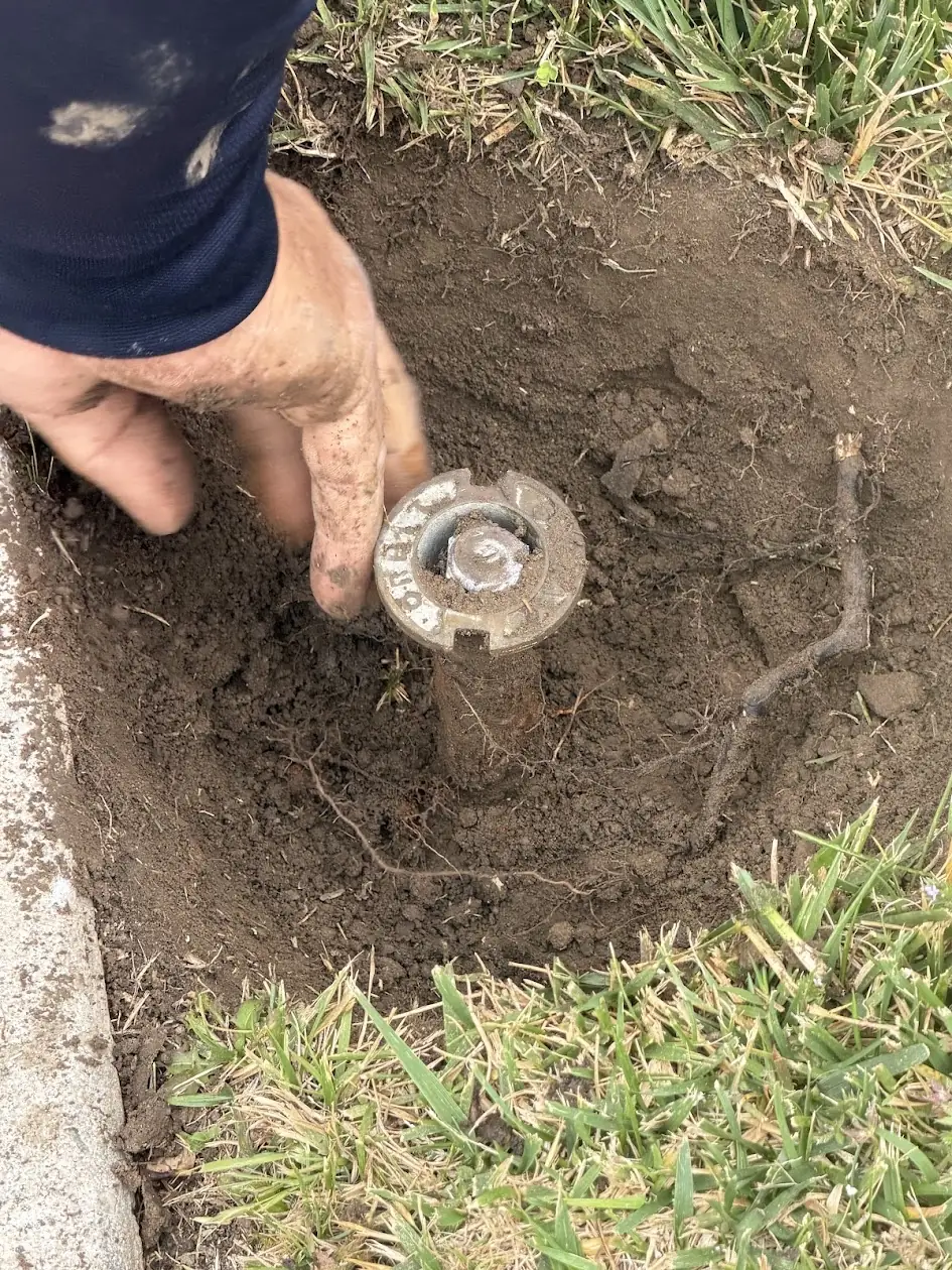 New pop-up sprinkler head with a metal nozzle being installed in a lawn